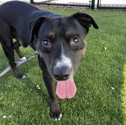 Lost Male Dog last seen Meadow view, Lancaster, TX 75134