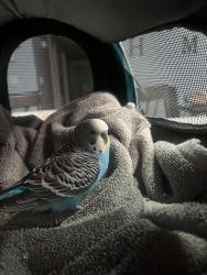 Found/Stray Male Bird last seen Glenview Court, Garner, Garner, NC 27529