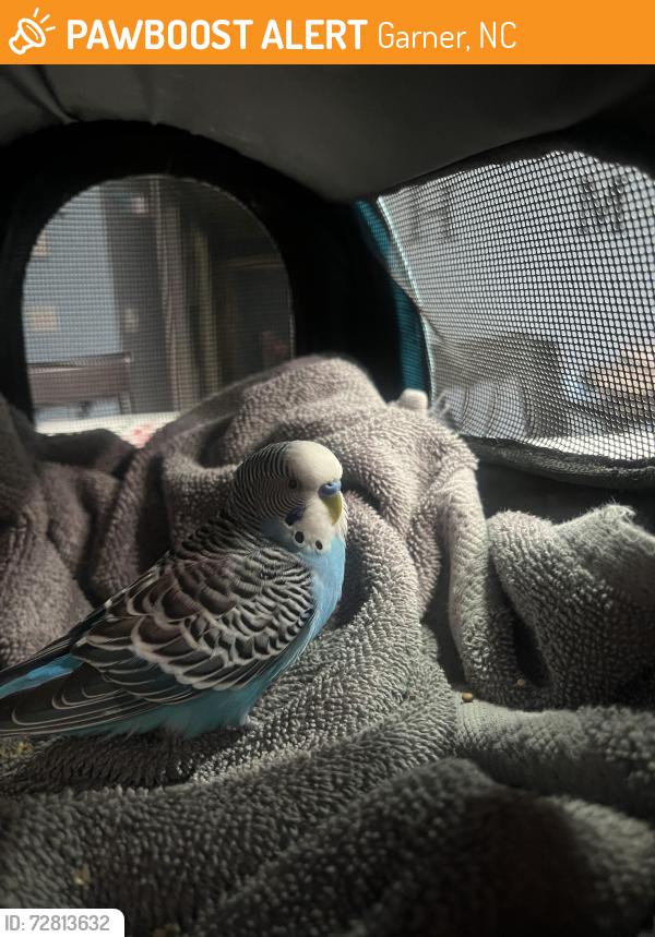 Found/Stray Male Bird last seen Glenview Court, Garner, Garner, NC 27529