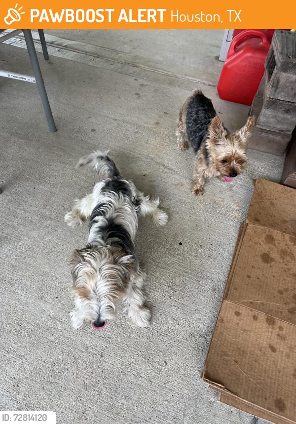 Found/Stray Unknown Dog last seen White oak falls, Houston, TX 77095