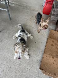 Found/Stray Unknown Dog last seen White oak falls, Houston, TX 77095