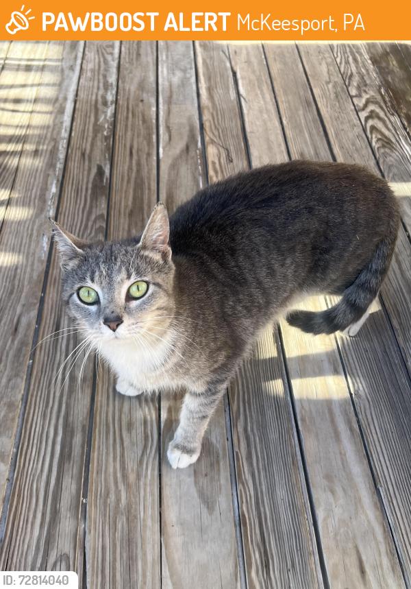 Found/Stray Female Cat last seen Near Versailles Ave McKeesport Pa 15132, McKeesport, PA 15132