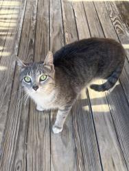 Found/Stray Female Cat last seen Near Versailles Ave McKeesport Pa 15132, McKeesport, PA 15132