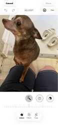 Lost Female Dog last seen Madison pike, Independence, KY 41051