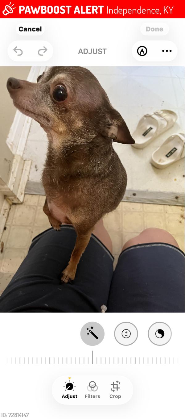 Lost Female Dog last seen Madison pike, Independence, KY 41051
