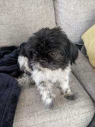 Reunited Unknown Dog last seen 38th and Himalaya , Denver, CO 80249