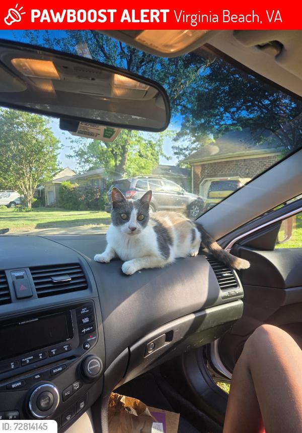 Lost Female Cat last seen Let her out in the morning and haven't seen her since, Virginia Beach, VA 23453