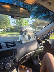 Lost Female Cat last seen Let her out in the morning and haven't seen her since, Virginia Beach, VA 23453