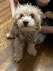 Found/Stray Female Dog last seen 13th and Hillside, Wichita, KS 67214