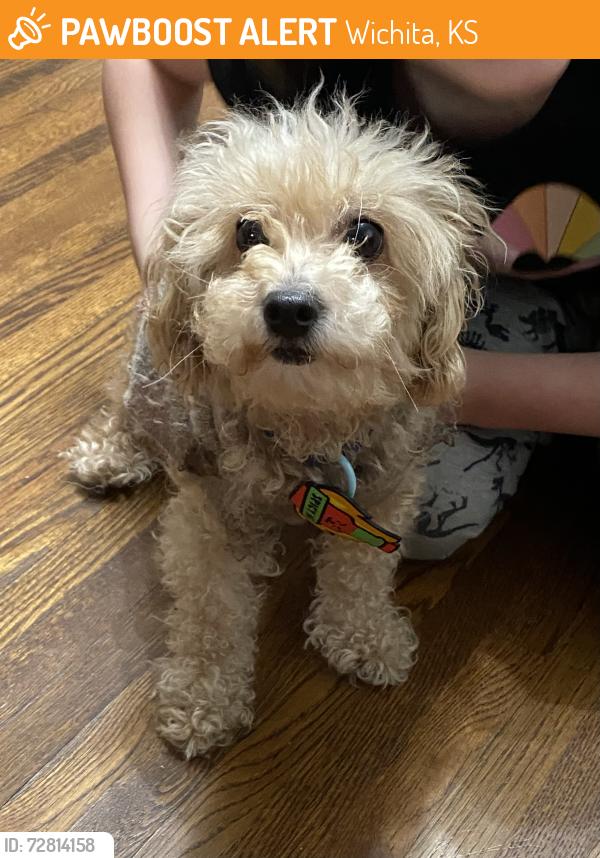 Found/Stray Female Dog last seen 13th and Hillside, Wichita, KS 67214