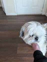 Found/Stray Unknown Dog last seen 38th and Himalaya , Denver, CO 80249