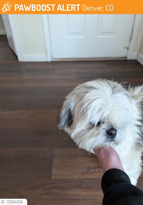 Found/Stray Unknown Dog last seen 38th and Himalaya , Denver, CO 80249
