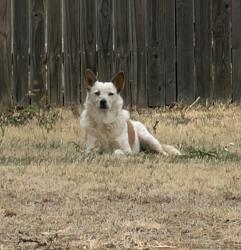 Found/Stray Unknown Dog last seen Aztec drive and FM 2590, Canyon, TX 79015