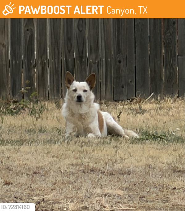 Found/Stray Unknown Dog last seen Aztec drive and FM 2590, Canyon, TX 79015