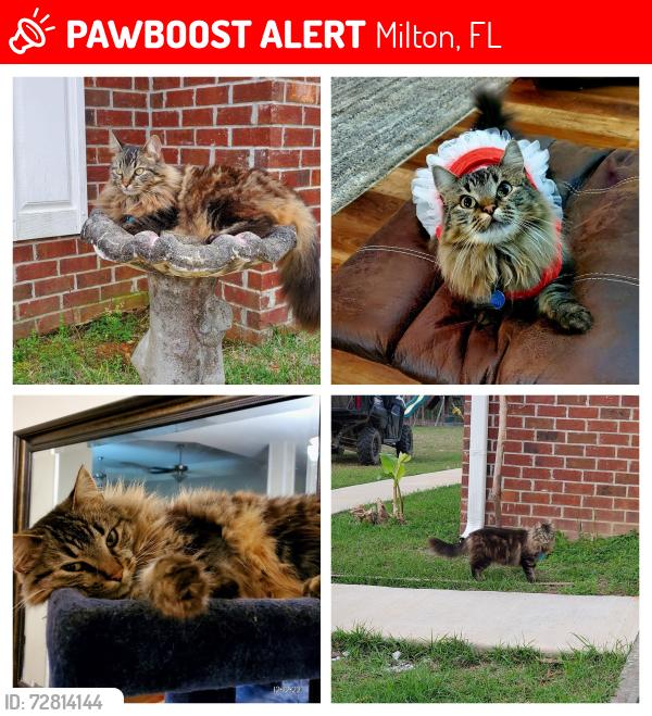 Lost Female Cat last seen Munson Hwy and Indian Ford are near my hse. , Milton, FL 32570