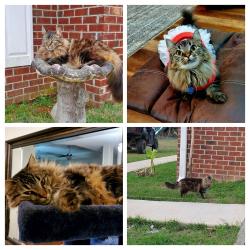 Lost Female Cat last seen Munson Hwy and Indian Ford are near my hse. , Milton, FL 32570