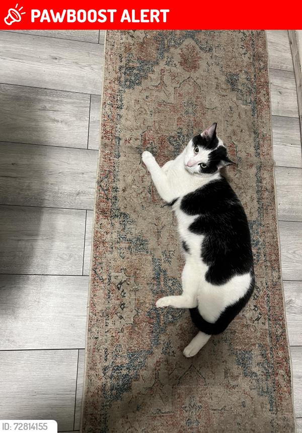 Lost Male Cat last seen Leopold road (Kensington field area ) opsite pythian park, Kensington, England 