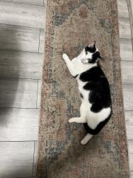 Lost Male Cat last seen Leopold road (Kensington field area ) opsite pythian park, Kensington, England 