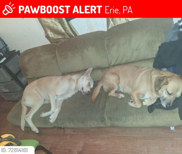 Lost Male Dog last seen Joplin mo 8th and Pennsylvania ave , Erie, PA 16503