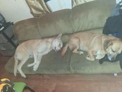 Lost Male Dog last seen Joplin mo 8th and Pennsylvania ave , Erie, PA 16503