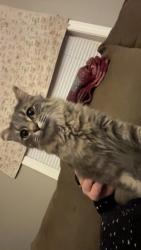 Lost Female Cat last seen Fredericks Drive, Monroe, MI 48162