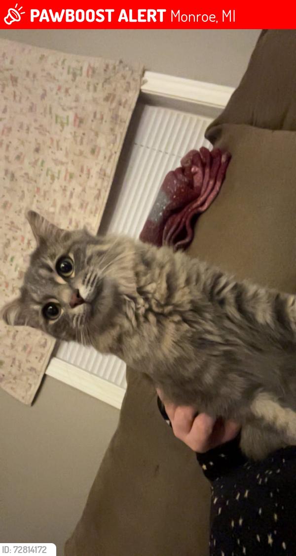 Lost Female Cat last seen Fredericks Drive, Monroe, MI 48162