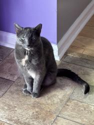 Lost Female Cat last seen Oak Leigh and Flint Glenn, Charlotte, NC 28262