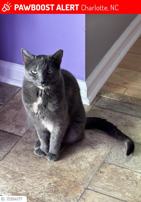 Lost Female Cat last seen Oak Leigh and Flint Glenn, Charlotte, NC 28262