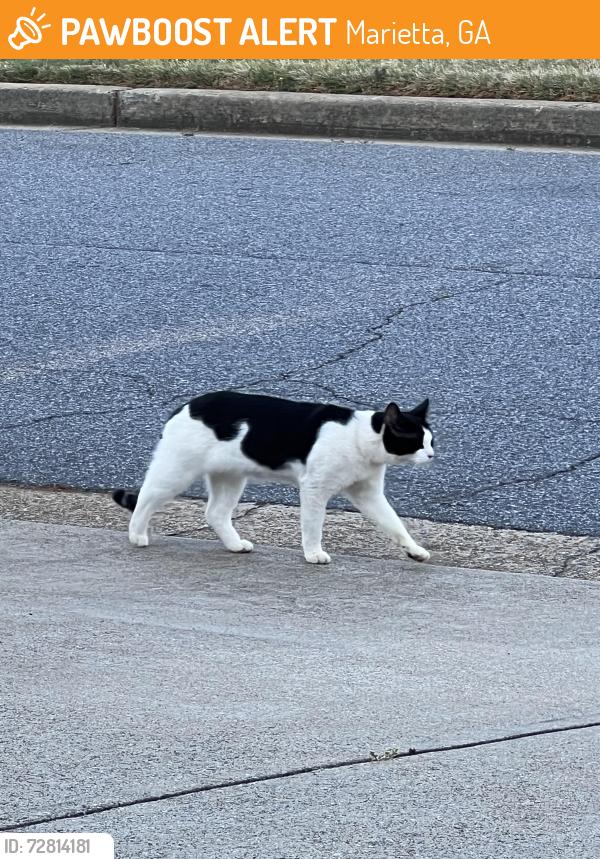 Found/Stray Unknown Cat last seen Sandy Plains St. Charles sq, Marietta, GA 30062