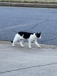 Found/Stray Unknown Cat last seen Sandy Plains St. Charles sq, Marietta, GA 30062