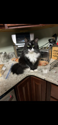 Lost Female Cat last seen Near Forestwood Dr., Greensboro, NC 27405
