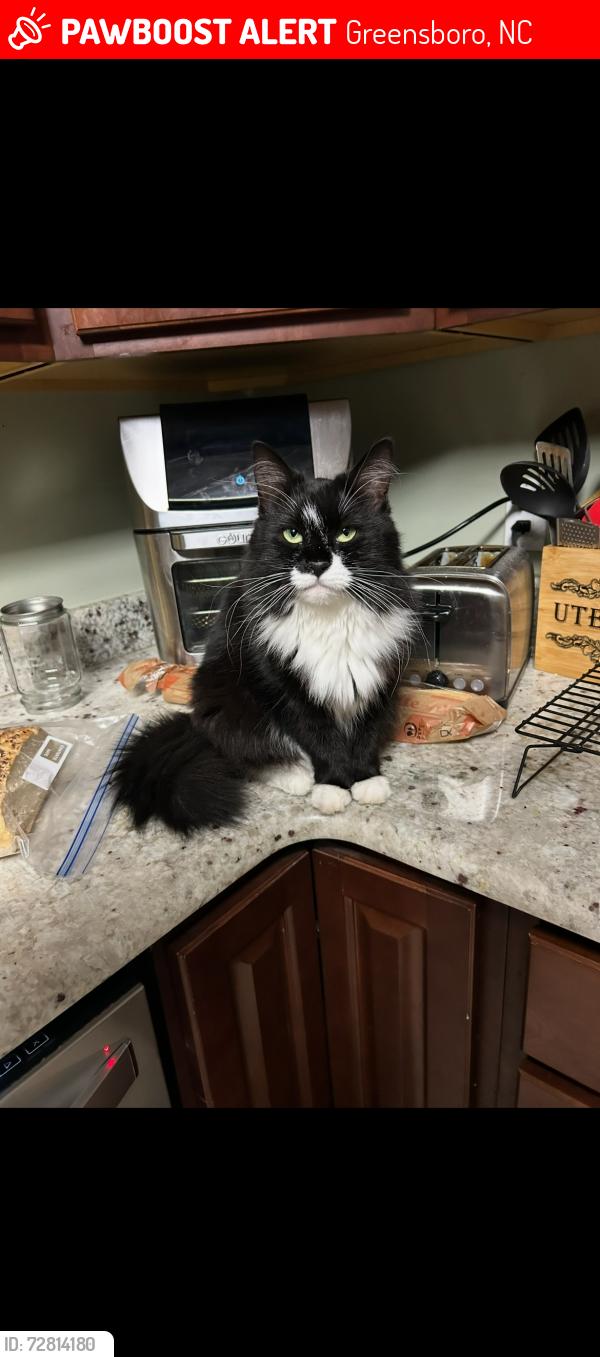 Lost Female Cat last seen Near Forestwood Dr., Greensboro, NC 27405