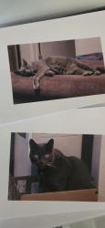 Lost Male Cat last seen Willow Ave and Greenway, Henderson, NV 89002