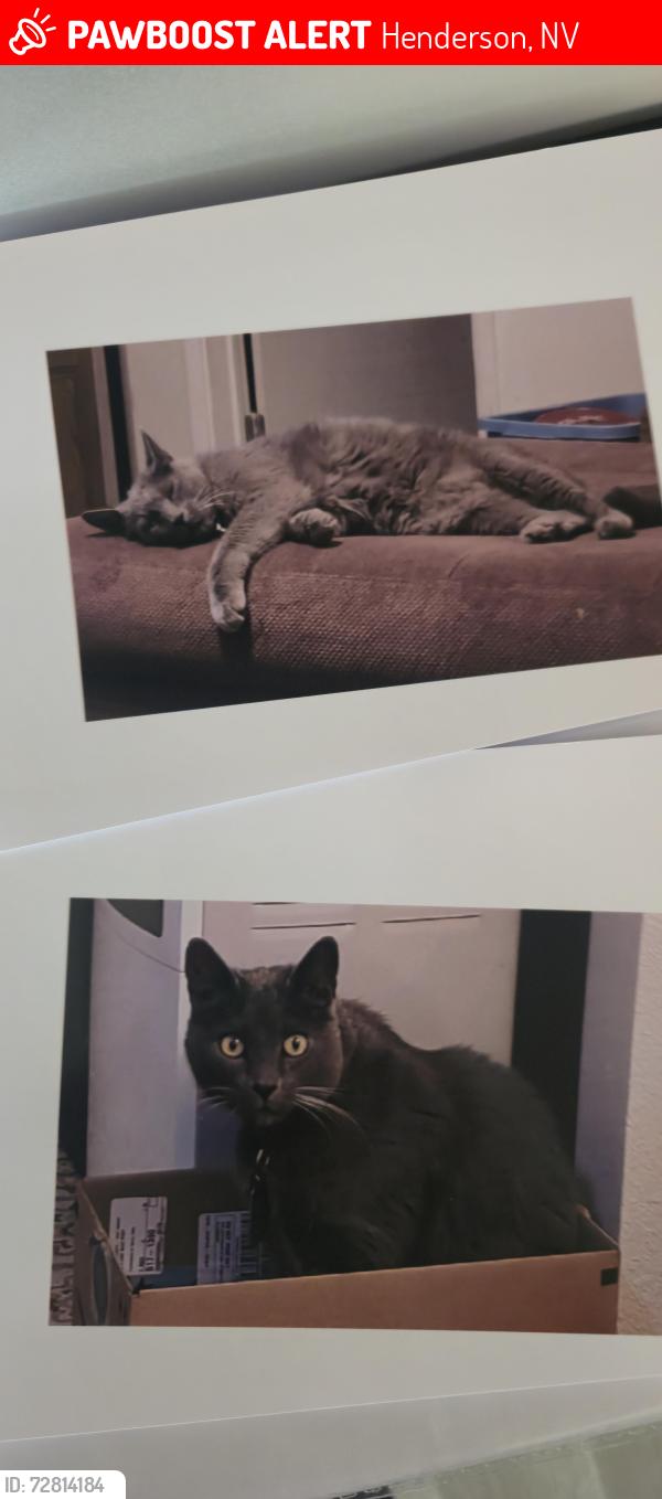 Lost Male Cat last seen Willow Ave and Greenway, Henderson, NV 89002
