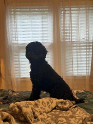 Lost Male Dog last seen West Center St Sheridan Arkansas, Sheridan, AR 72150