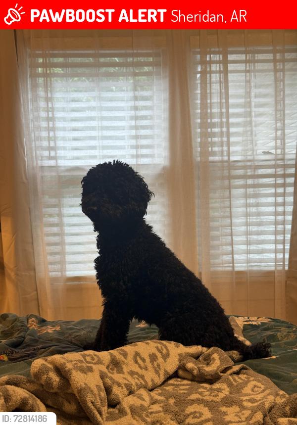 Lost Male Dog last seen West Center St Sheridan Arkansas, Sheridan, AR 72150