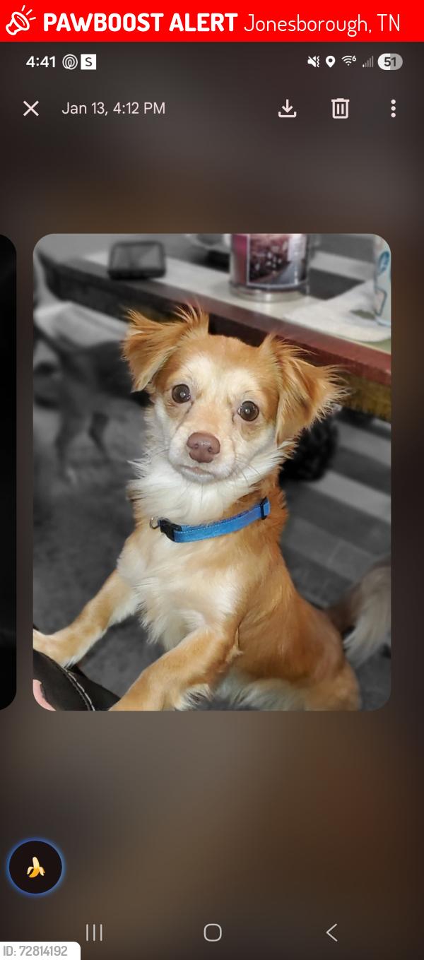 Lost Male Dog last seen Near Bayless Road , Jonesborough, TN 37659