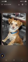Lost Male Dog last seen Near Bayless Road , Jonesborough, TN 37659