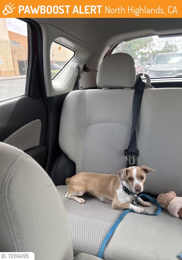 Found/Stray Male Dog last seen Rosario Blvd/Coco Lane in North Highlands, North Highlands, CA 95660