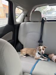 Found/Stray Male Dog last seen Rosario Blvd/Coco Lane in North Highlands, North Highlands, CA 95660