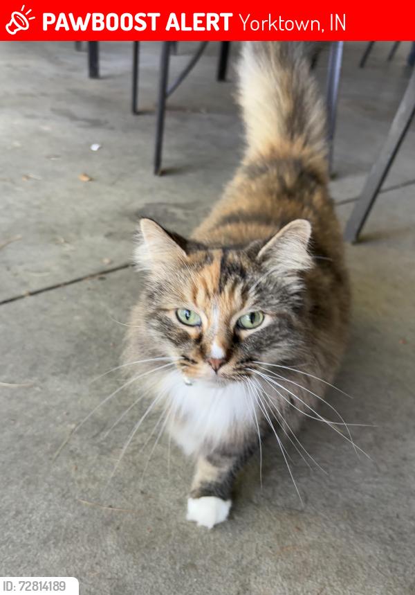 Lost Female Cat last seen S Co Rd 550 W, Yorktown, IN, Yorktown, IN 47396
