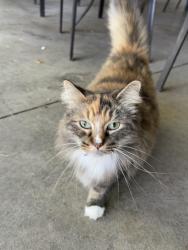 Lost Female Cat last seen S Co Rd 550 W, Yorktown, IN, Yorktown, IN 47396