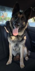 Found/Stray Male Dog last seen Main St / Chestnut St / Walnut St (Post Office & TUCAPAU BAPTIST CHURCH and POST OFFICE), Startex, SC 29377