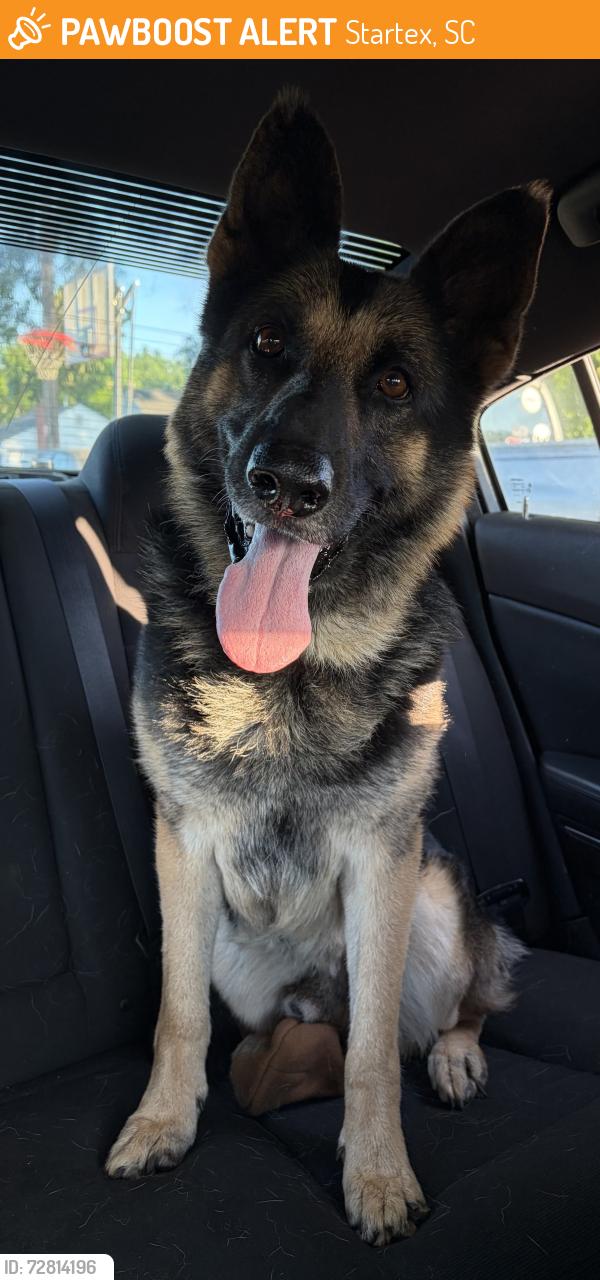 Found/Stray Male Dog last seen Main St / Chestnut St / Walnut St (Post Office & TUCAPAU BAPTIST CHURCH and POST OFFICE), Startex, SC 29377