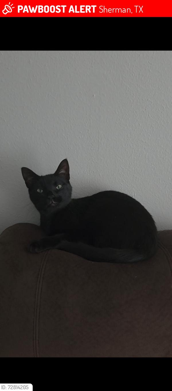 Lost Female Cat last seen College and woods street by concord village apmts, Sherman, TX 75090