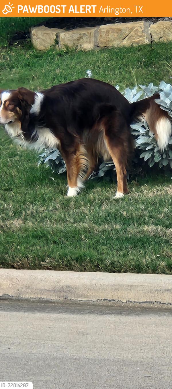 Found/Stray Unknown Dog last seen Meyers and lago vista, Arlington, TX 76017