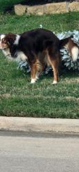 Found/Stray Unknown Dog last seen Meyers and lago vista, Arlington, TX 76017