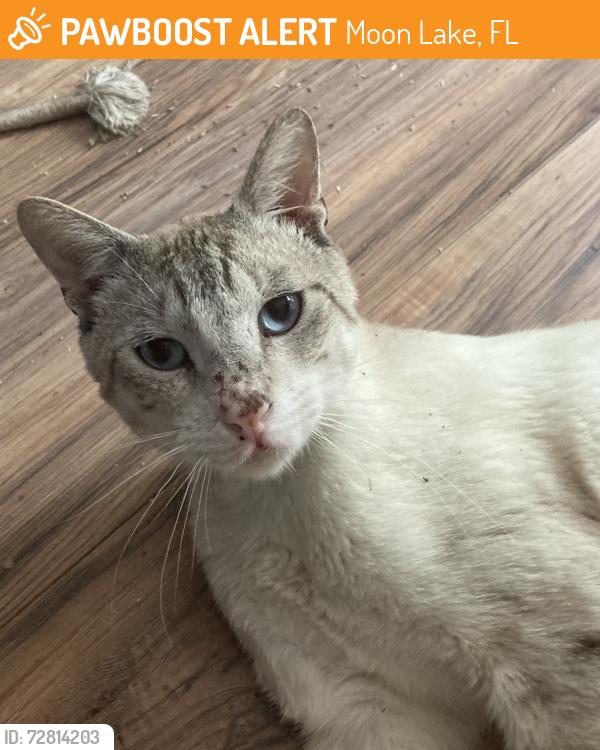 Found/Stray Male Cat last seen Eola Avenue x Lake Drive , Moon Lake, FL 34654