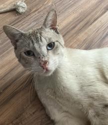 Found/Stray Male Cat last seen Eola Avenue x Lake Drive , Moon Lake, FL 34654