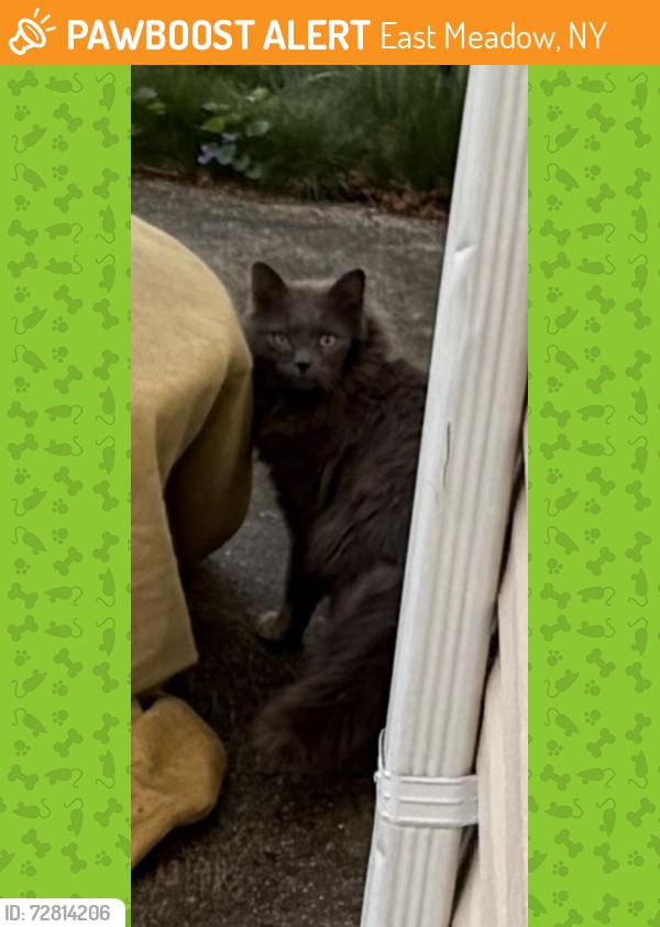 Found/Stray Unknown Cat last seen Andrew Ave, East Meadow, NY 11554